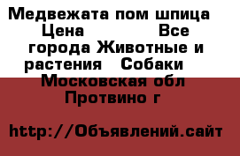 Медвежата пом шпица › Цена ­ 40 000 - Все города Животные и растения » Собаки   . Московская обл.,Протвино г.